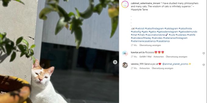 Kater Rico ist bei einem Tierarzt in Casablanca (Marokko) der heimliche Held. Good News Kater Rico