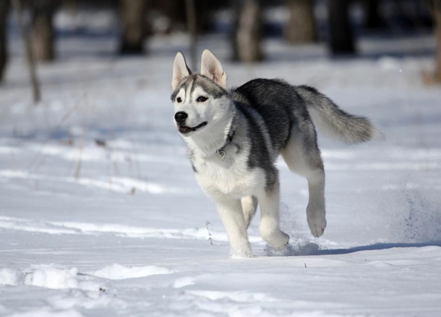 Husky, Hund, Kälte, frieren