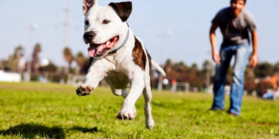 Hund Spiel im Park