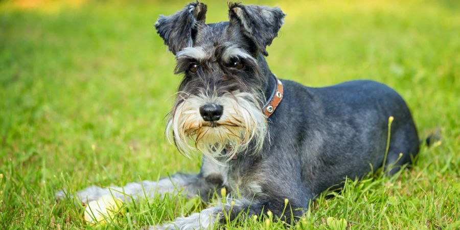 Zwergschnauzer