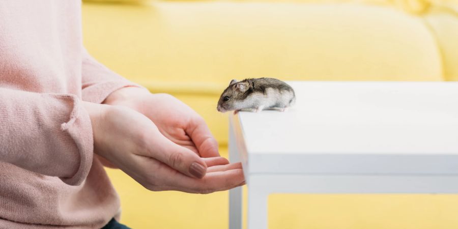 Hamster auf einem weißen Tisch und eine Frau die ihre Hände auf hält.