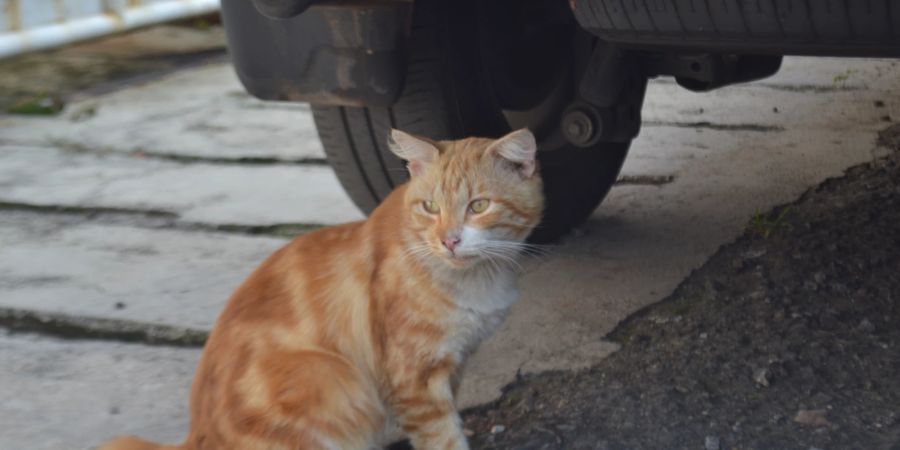 Katze unter Auto