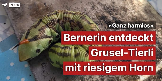 «Ganz harmlos» - Bernerin entdeckt Grusel-Tierli mit riesigem Horn