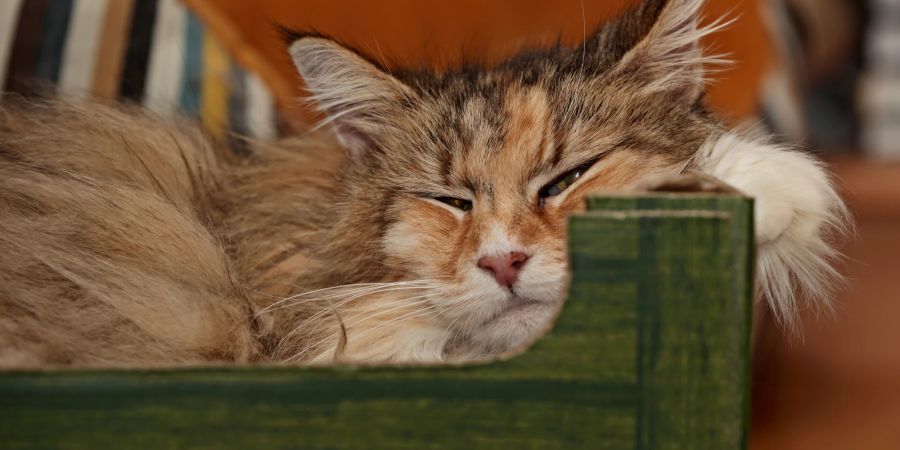 Katzen verbringen einen Grossteil des Tages schlafend.