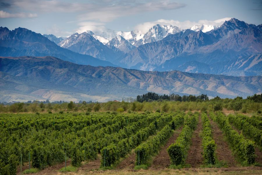 Mendoza weinberge mit bergen