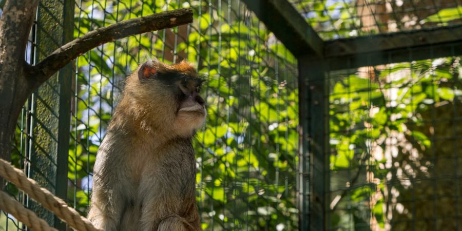 Zoo, Affe, Gefangenschaft, Käfig