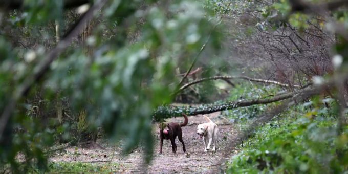 Die vom Stadtrat festgelegte Hundesteuer für das Jahr 2020 beträgt unverändert 100 Franken für den ersten und 162.50 Franken für jeden weiteren Hund. Hundesteuer 2020