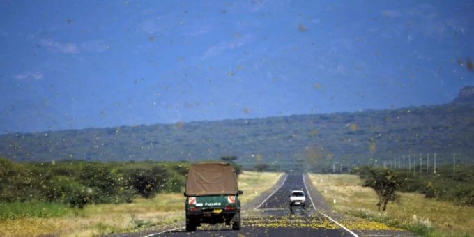 Heuschreckenschwärme in Kenia Heuschreckenschwärme in Kenia