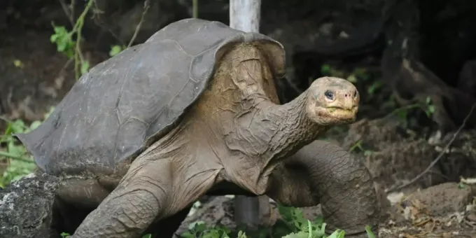 Schildkroten Ausgestorbener Spezies Auf Galapagos Inseln Gefunden