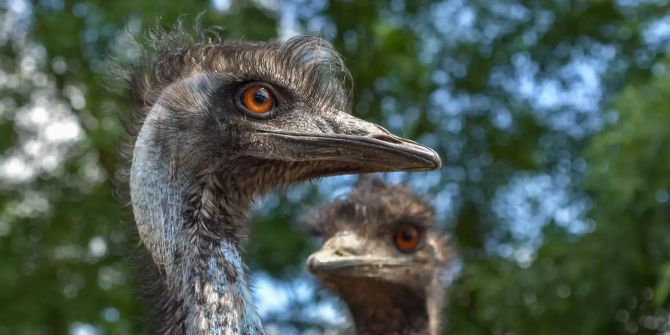 Grosser Emu