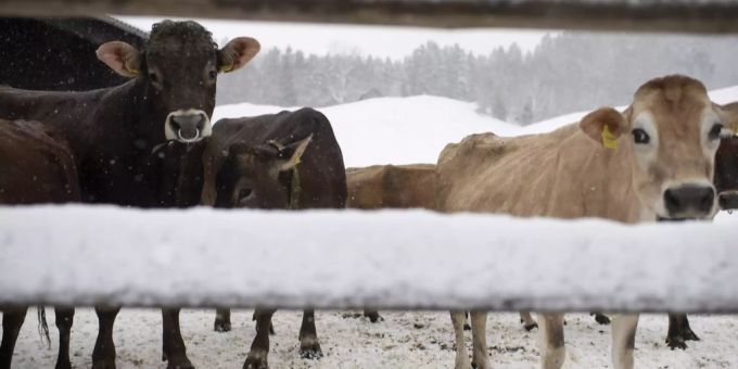Nach Tierquälerei - Veterinäramt Zürich hat Tierarzt zu Recht entlassen