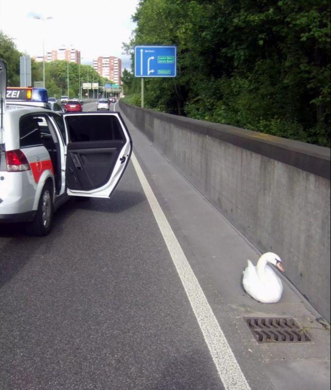 Immer wieder sorgen Schwäne auf den Strassen für Chaos. Wie hier 2009 auf der Autobahn H18 in Münchenstein. Schwan