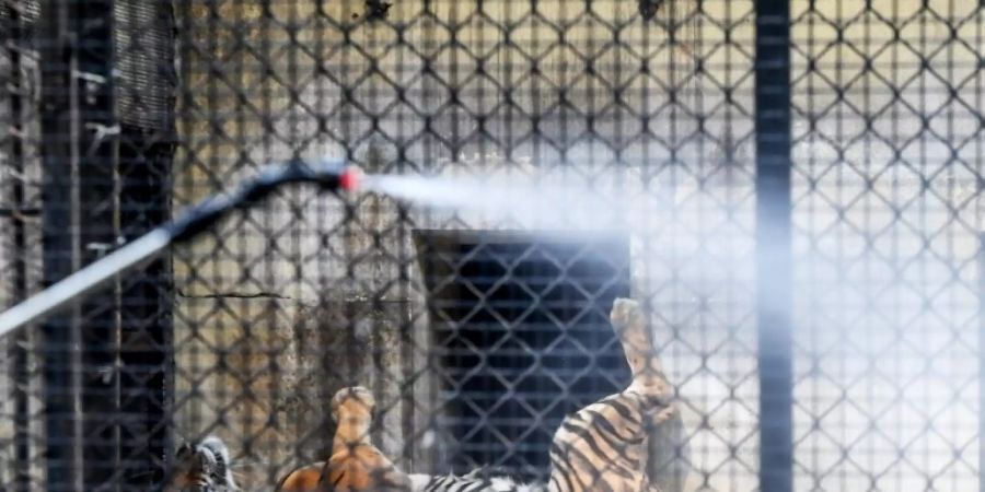 Ein Tiger-Gehege in einem Zoo in Kolkata wird desinfiziert