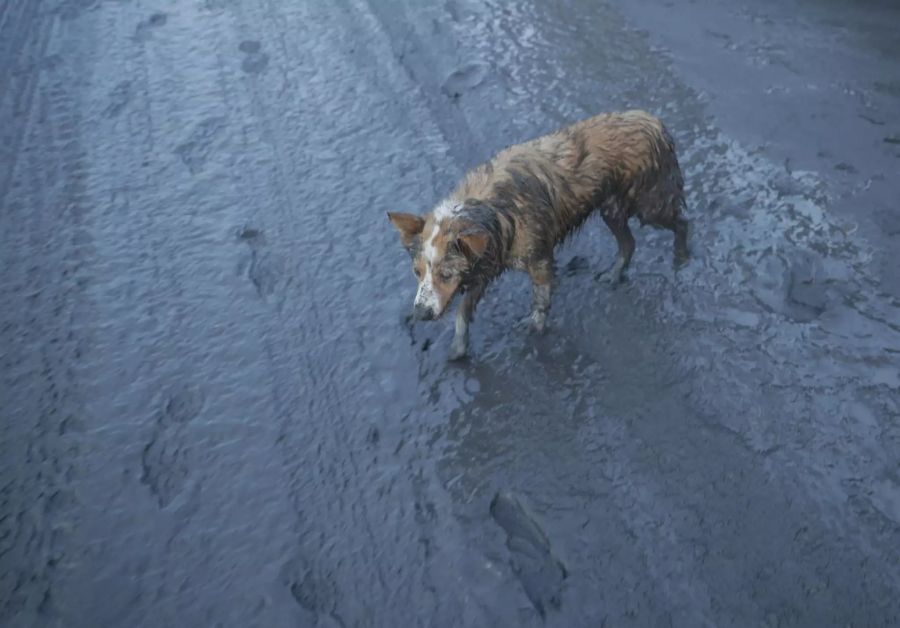 Ein Hund streift durch die verschmutzten Strassen.