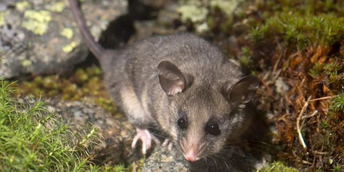 Zwergbilchbeutler bekommen im Kosciuszko Nationalpark Notfallrationen Zwergbichtbeutler