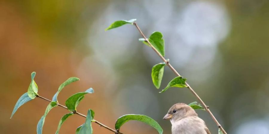 «In vielen Bundesländern sind seit den 1990er Jahren Rückgänge des Bestandes von 10 bis mehr als 60 Prozent dokumentiert», sagt Corinna Lieberth vom bayerischen Landesbund für Vogelschutz in Hipoltstein. Foto: Monika Skolimowska/dpa