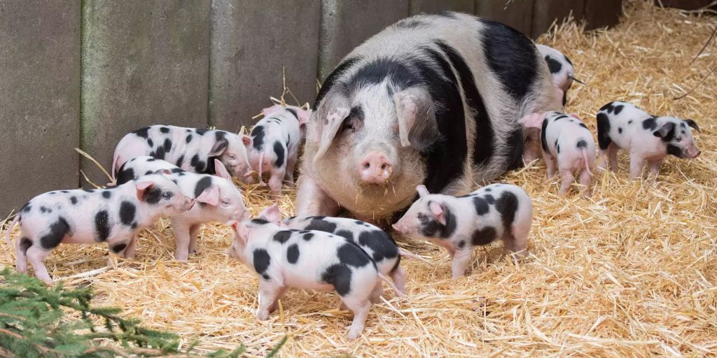 Bunte Bentheimer Schweine im Zoo Hannover mit zehnfachem Nachwuchs