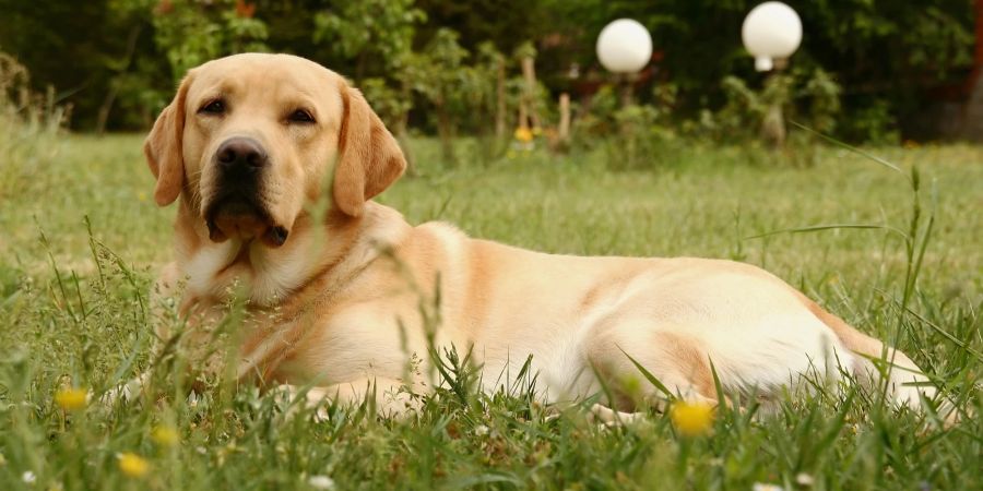 Der Hunderasse Labrador sagt man einen freundlichen Charakter nach.