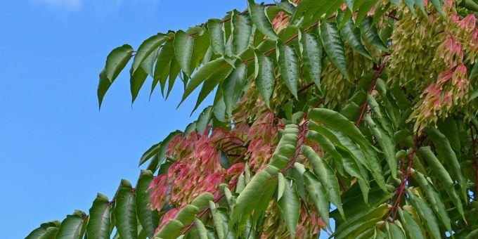 Berlin - Invasive Arten bedrohen die Stadtnatur
