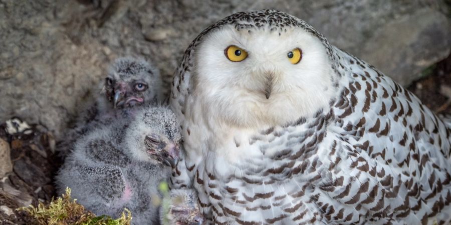 Das West-Nil-Virus hat eine Schneeeule in Rheinland-Pfalz getötet.