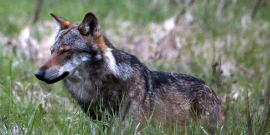 Wachsende Wolfspopulation: Die Anzahl Wölfe in der Schweiz wird auf rund 150 geschätzt. (Archivbild)