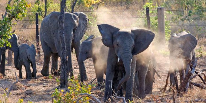Eine Elefantenherde, die im Majete Wildlife Reserve in Malawi ein Staubbad nimmt. (Archivbild) elefanten malawi