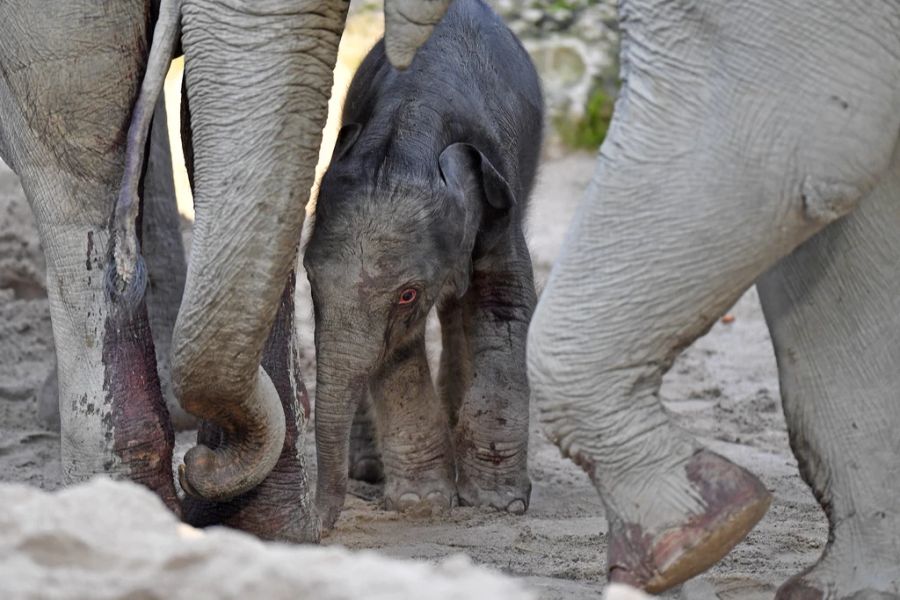 Baby Umesh direkt nach seiner Geburt.