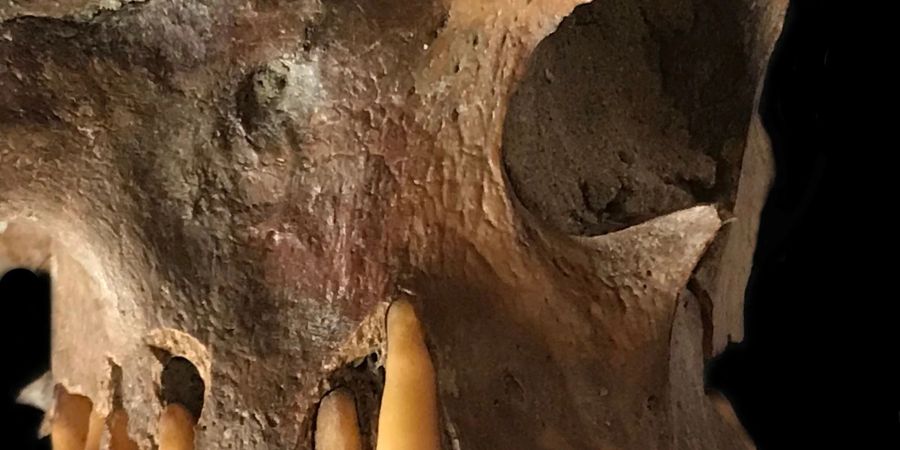 Für die Studie analysierte das internationale Forscherteam etwa 3000 DNA-Proben von archäologischen Funden.
