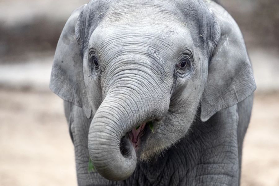 Ende Juni starb der Baby-Elefant Umesh im Zoo Zürich aufgrund des Herpesvirus.