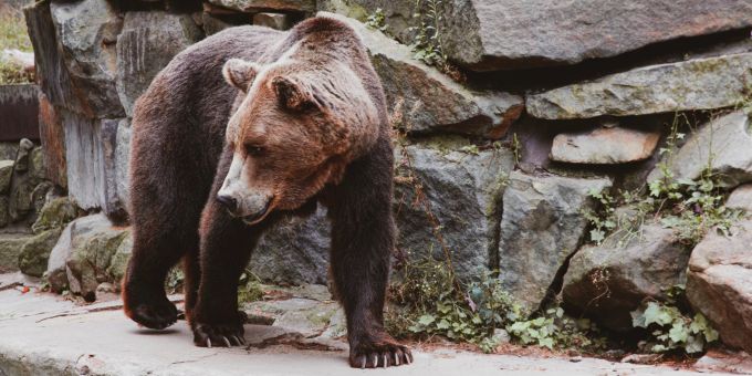 Braunbären stehen bei den «Fat Bear»-Week im Zentrum. (Symbolbild) bären