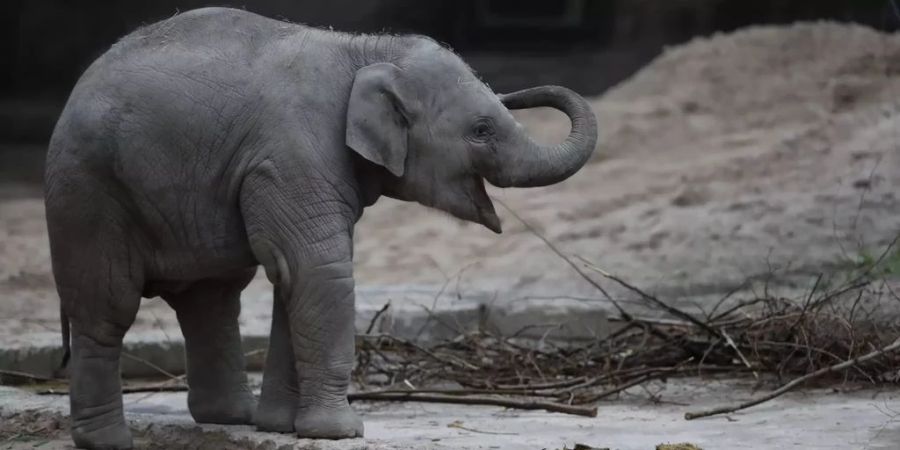 Umesh, hier am 3. Februar 2021, ist im Zoo Zürich am Herpesvirus gestorben.