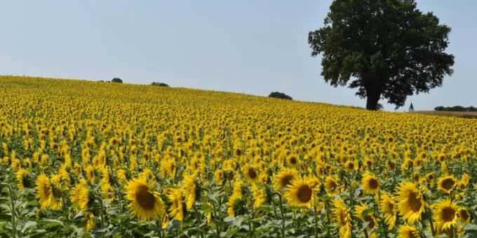 Sonnenblumenfeld auf dem Land Sonnenblumenfeld auf dem Land