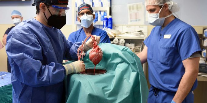 Zum zweiten Mal - Schweineherz in den USA erfolgreich transplantiert