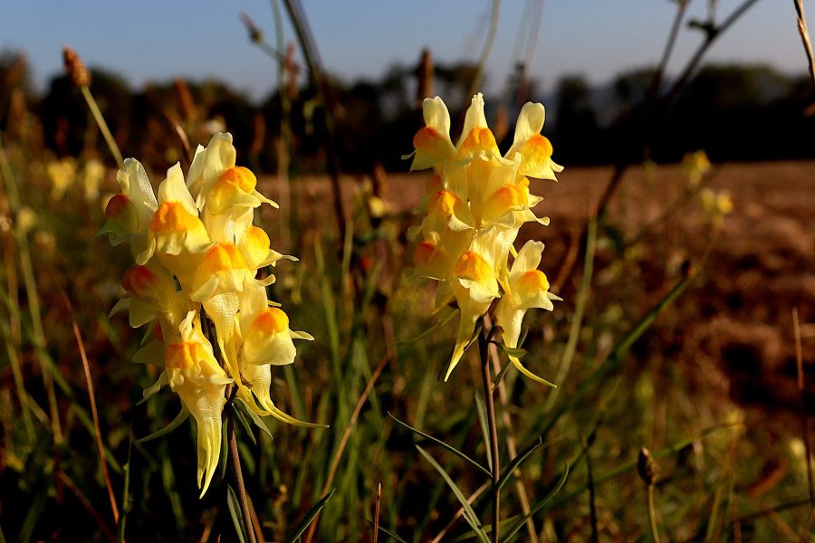 Leinsamen Blüte gelb Feld