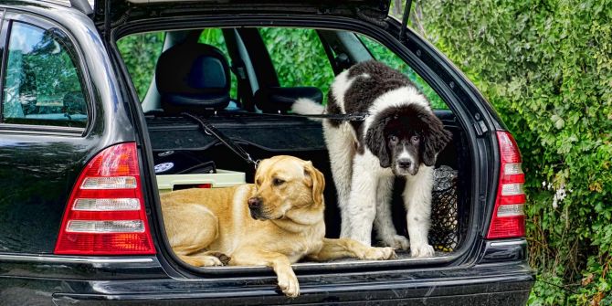 Auto Kofferraum Heck Klappe Hunde