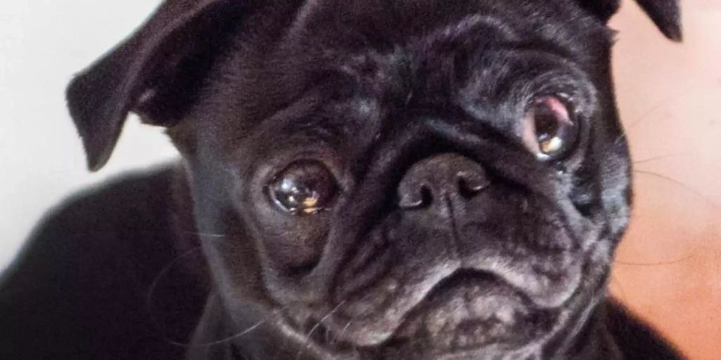 Posse um MopsDame «Edda» Bald ein Fall für die Justiz?