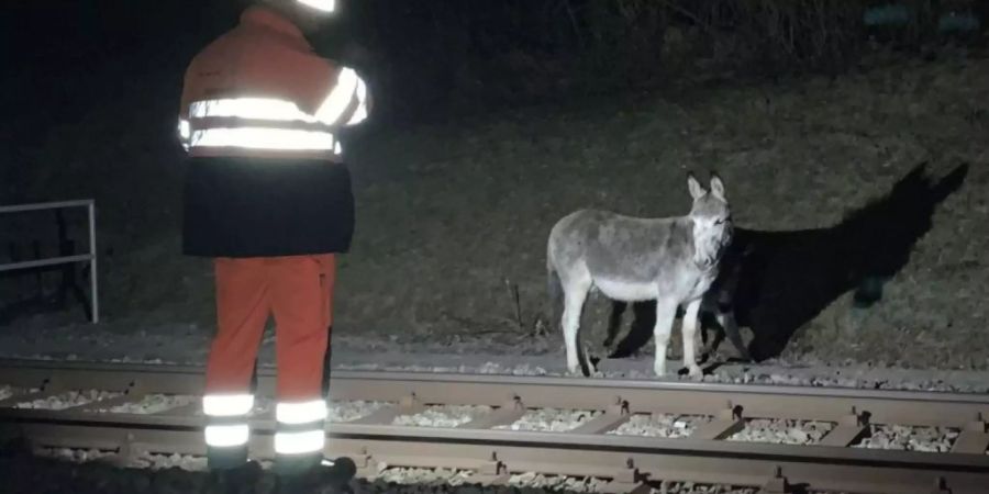 Die beiden verunsicherten Esel nach dem Unfall. Die Schwere der Verletzungen am Kopf der Stute sei für Laien nicht sofort ersichtlich gewesen, sagte Polizeisprecherin Mattarel.