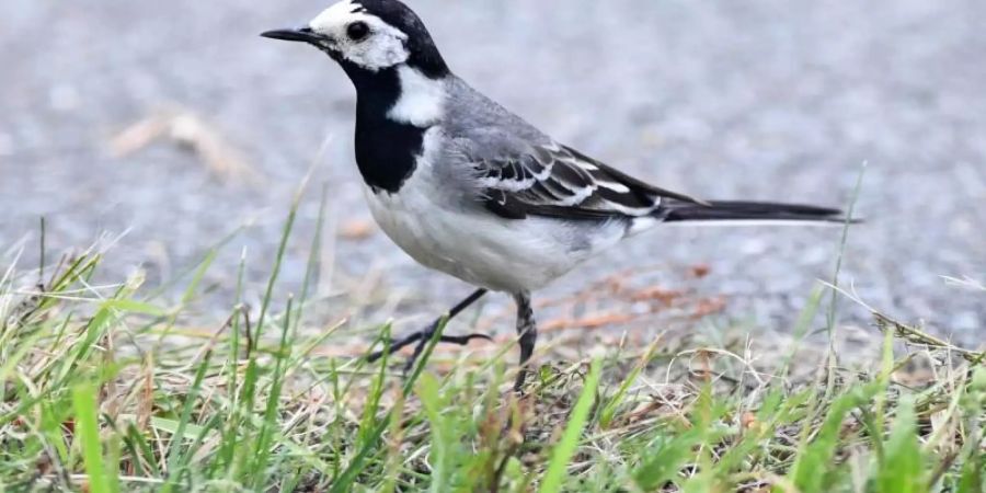 Eine Bachstelze an einem Wegesrand in Brandenburg. Europaweit geht die Zahl der insektenfressenden Vögel zurück. Foto: Soeren Stache