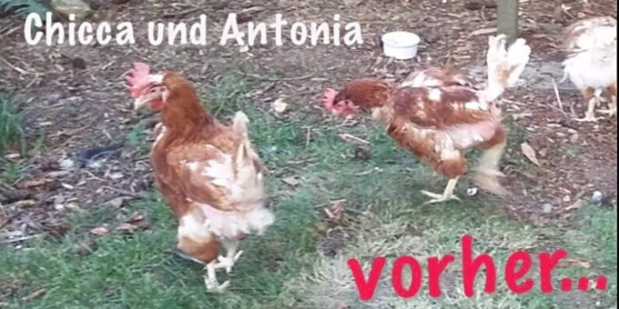 Tierrecht Legehennen vorher