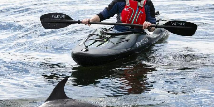 Ein etwa zwei Meter grosser Gemeiner Delfin und ein Paddler in der Schwentinemündung. Foto: Frank Molter