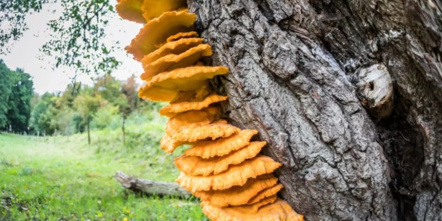 Pilze gibt es offenbar viel länger als gedacht