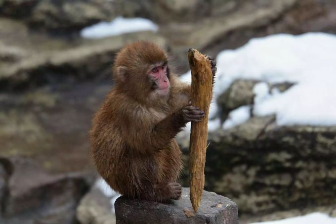 Ein Makaken Baby. Diese Affenart hat ein relativ ähnliches Gehirn wie wir. Affe Gehirn Illusion