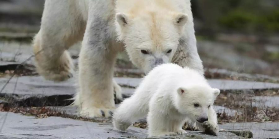 Die kleine, noch namenlose Eisbärin macht ihre erste Erkundungstour im Tierpark mit ihrer Mutter Tonja. Foto: Kay Nietfeld