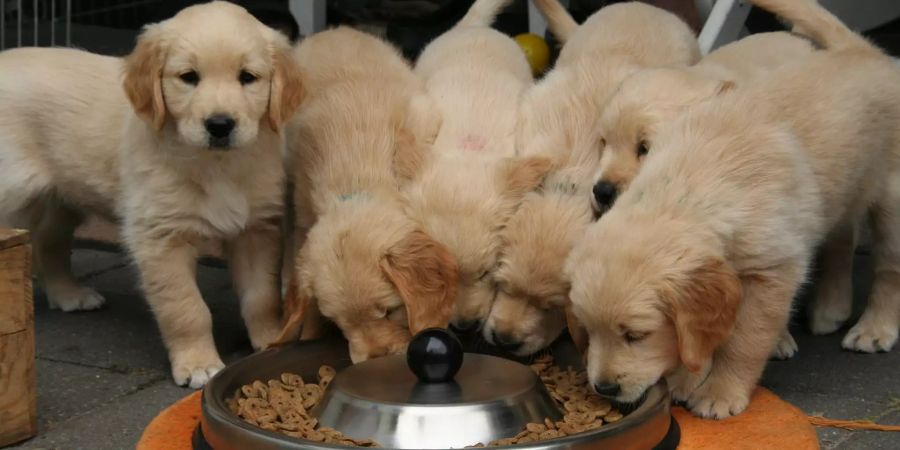 Hunde lieben vegane Snacks.