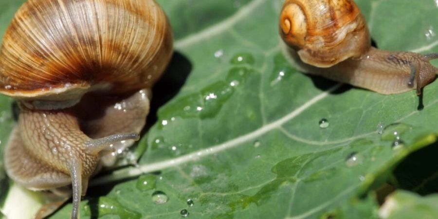 Schnecken Nutztiere Schneckenzucht