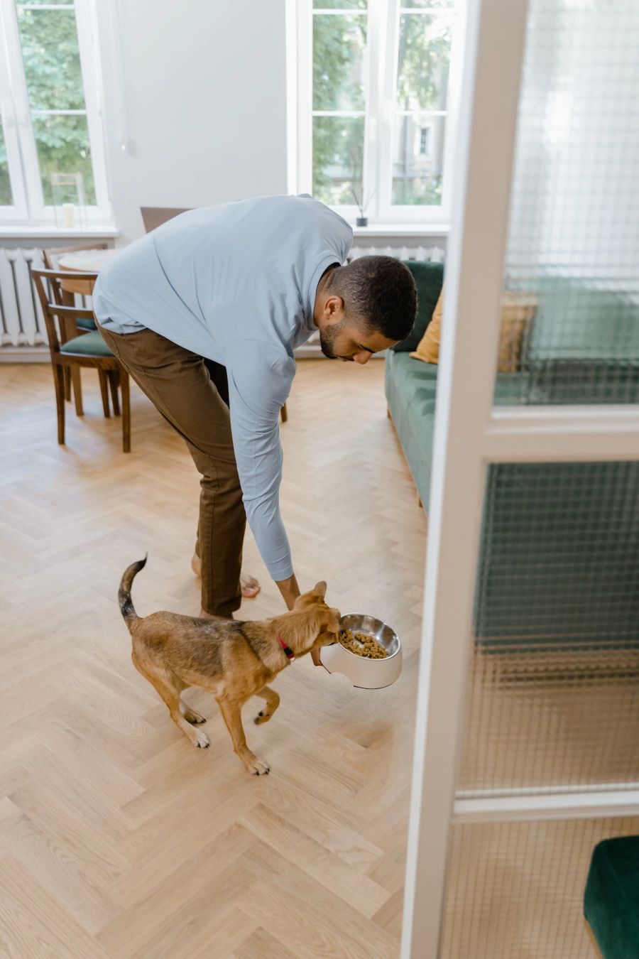 Hund wird gefüttert