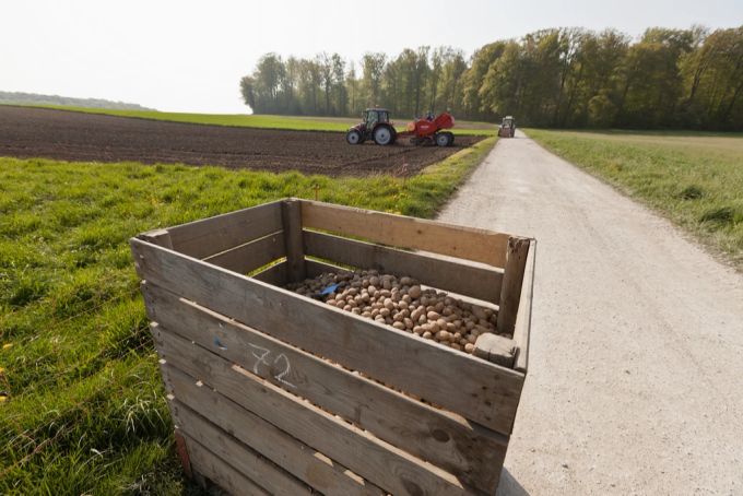 Immer mehr Schweizer Produzenten wenden sich vom Kartoffel-Anbau ab ...