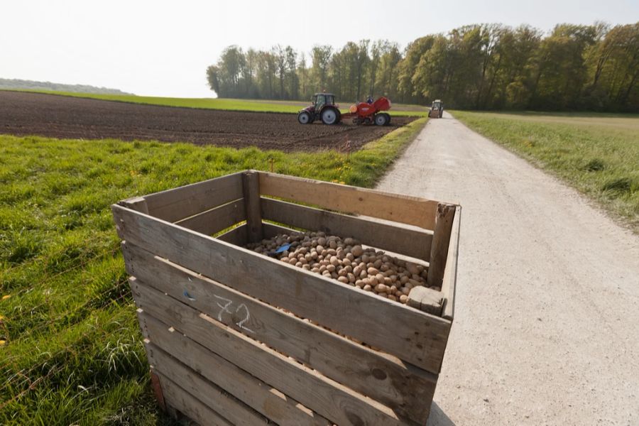 Die Kartoffel-Ernte fällt in der Schweiz auch dieses Jahr unterdurchschnittlich aus.