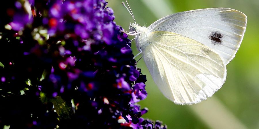 Der Karstweissling saugt an einem Schmetterlingsstrauch Blütennektar.