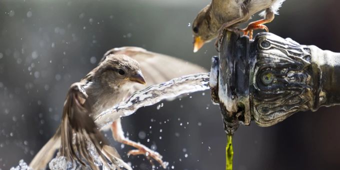 Spatzen trinken Wasser und kühlen sich ab bei einem Brunnen auf dem Berner Bärenplatz. Hitzewelle